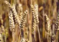 ЕС отменя забраната за украински зърнени култури, но Полша и Унгария въвеждат едностранни ограничения.